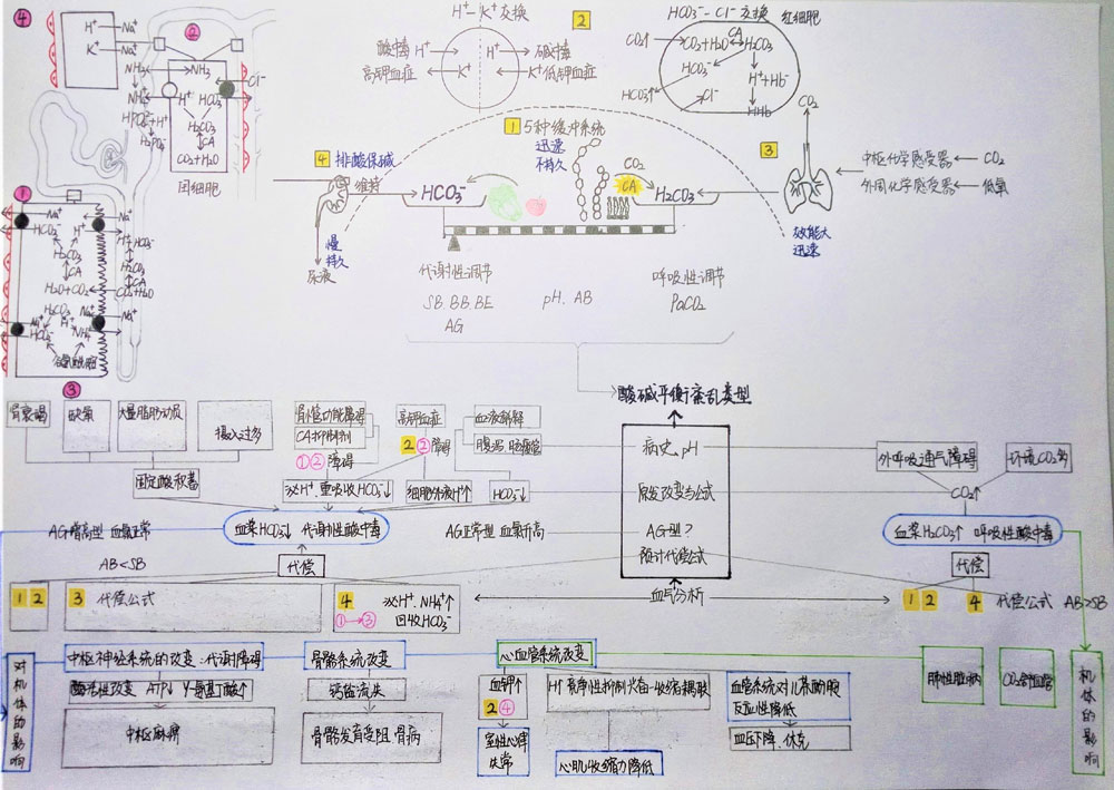酸碱平衡和紊乱    